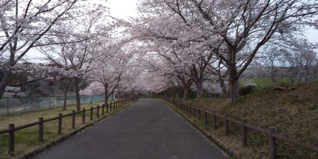 当時撮った桜並木